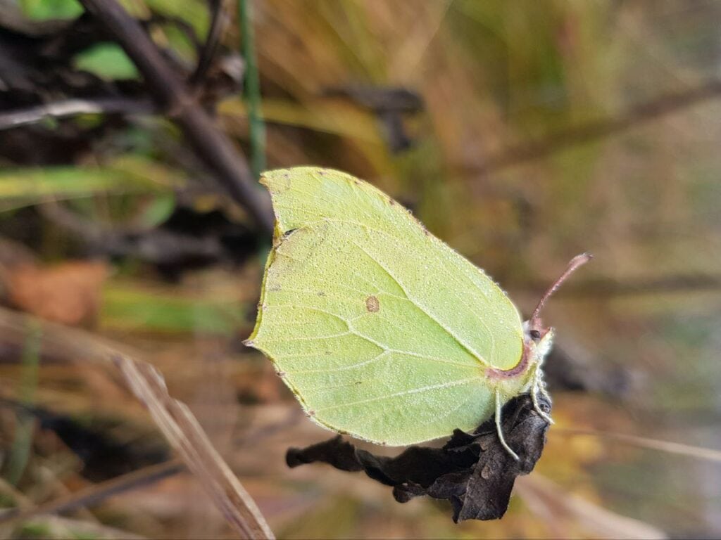 Homepage schmetterling